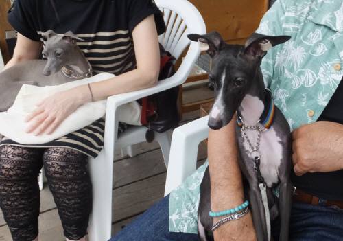 2014_07137-15イタグレ兄弟