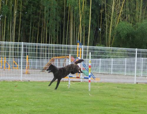 2014_07277-27さくらジャンプ