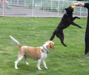 2014_07057-4さくらちゃんムサシ君