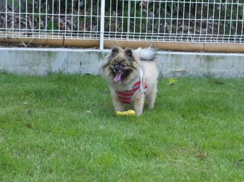 2014_07307-30ポンちゃん