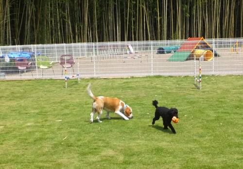 2014_07267-26むさしウルー