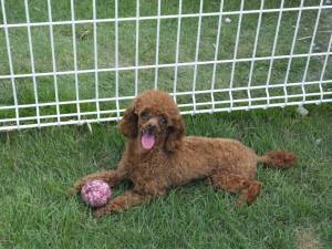 2014_07307-30くれあちゃん