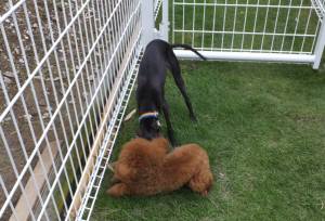 2014_07067-5クレアちゃん