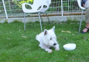 2014_07157-17ももちゃん