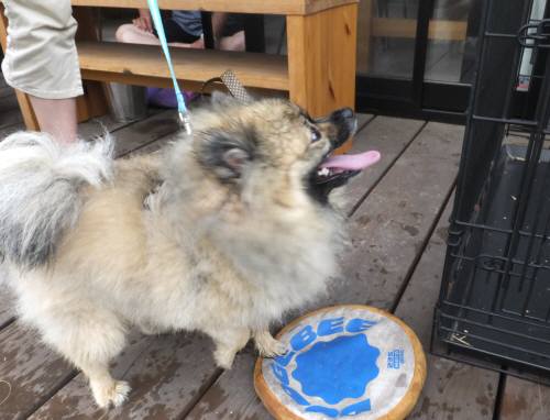 2014_07137-15ぽんちゃん