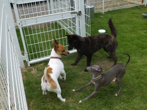 2014_07277-27午後３匹