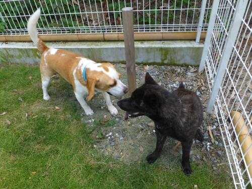 2014_07267-26ムサシさくら