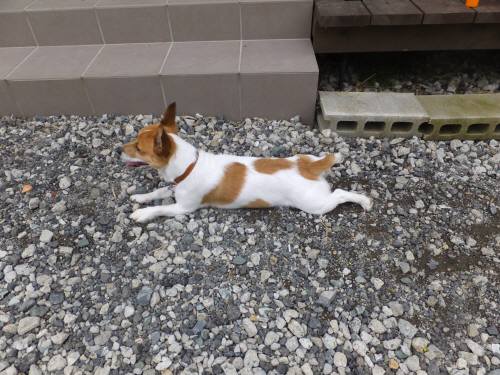 2014_07207-20チャッピー