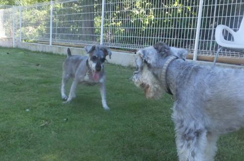 2014_08068-6ギンガピリカ