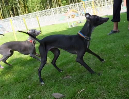 2014_08188-16モネとマーブル