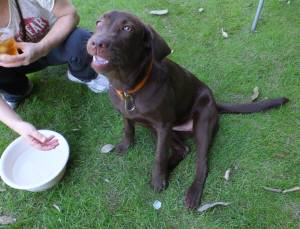 2014_08208-18ララ氷