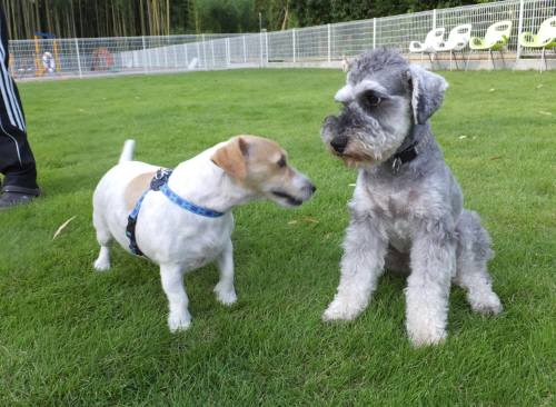 2014_08038-3ギンガモモ