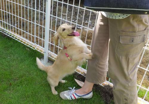 2014_08158-14はなちゃん