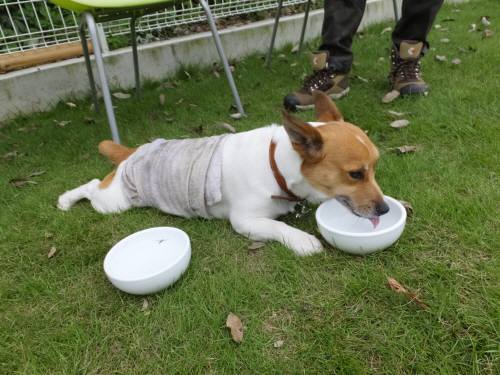 2014_08248-21チャッピー