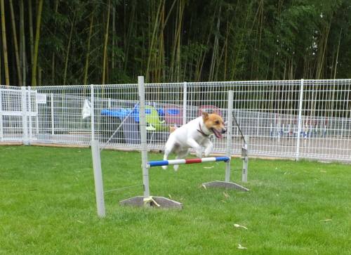 2014_08238-20チャッピージャンプ