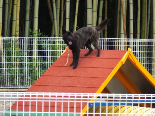 2014_08248-21さくら