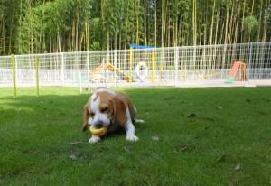 2014_08138-13むさしくん