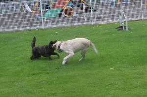 2014_08098-9さくらナッツ