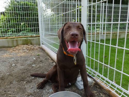 2014_08198-17ララちゃん