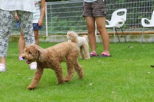 2014_08178-15ももちゃん