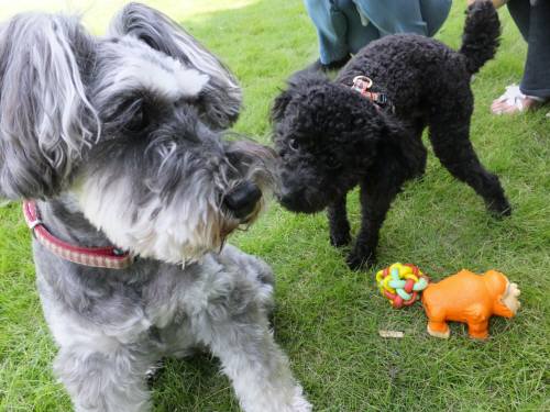 2014_08048-4よもぎちゃんメーテル