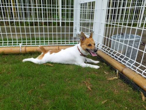 2014_08178-15チャッピー