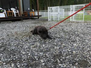 2014_08188-16さくら２