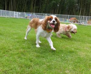 2014_08318-27チャコちゃんランちゃん