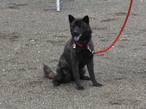 2014_08178-15さくら