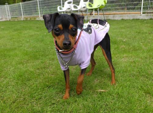 2014_08138-13チャッピー