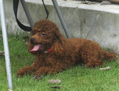 2014_08118-11ミュウ