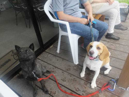 2014_08098-9さくらむさし