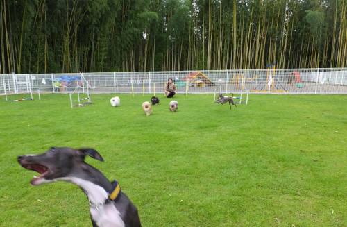 2014_08308-26モネと５匹