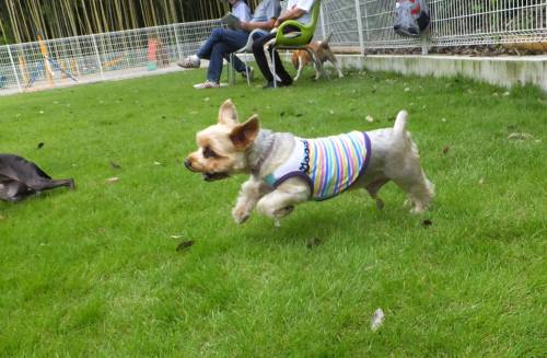 2014_08318-27しんちゃん