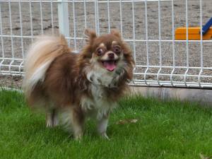 2014_08318-27モカちゃん