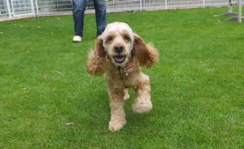 2014_08178-15ラブちゃん