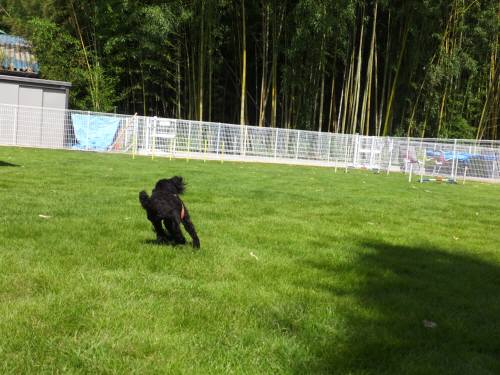 2014_08048-4よもぎ