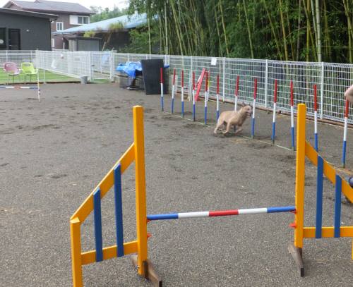 2014_08178-15ティキスルー