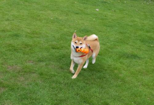 2014_08298-25太郎君