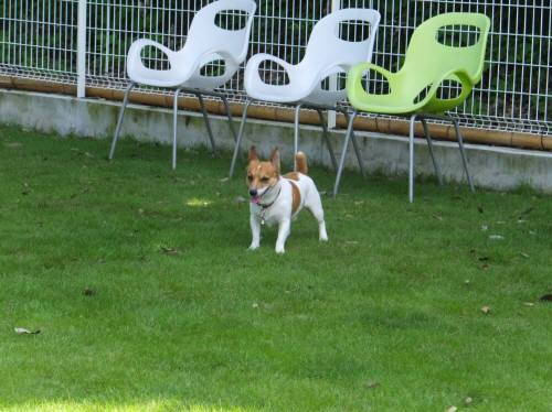 2014_08158-14チャッピー