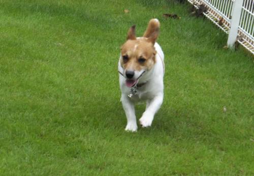 2014_08128-12チャッピー