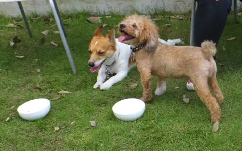 2014_08158-14カール