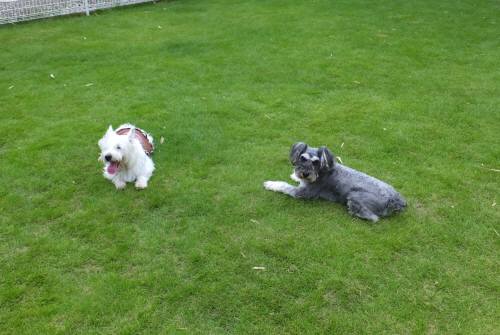 2014_08208-18モモちゃんメーテル