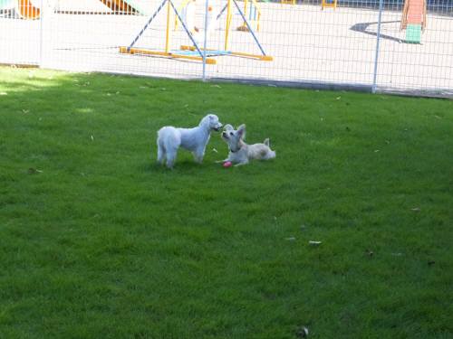 2014_08058-5こたろうめる