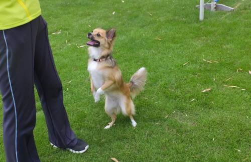 2014_08028-2りんどうちゃん