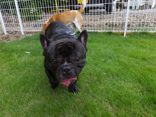 2014_08318-27どんちゃん