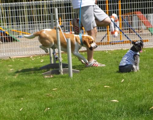 2014_08038-3ムサシジャンプ