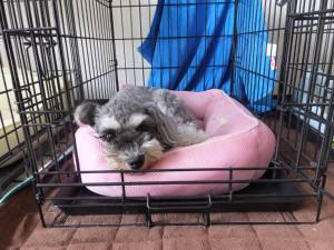 2014_08018-1マーヤ