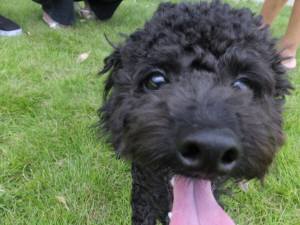 2014_08048-4よもぎちゃん２