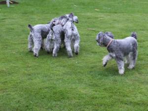 2014_08128-12４匹１